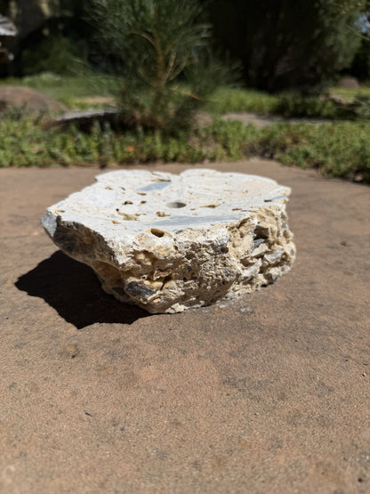 Drilled Rock Bird Bath Fountain - Natural Bubbling Stone for Hummingbirds (7"x6-1/2"x2-1/2")