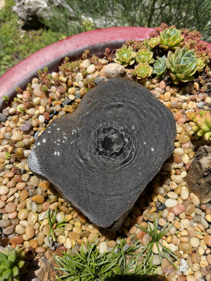 Drilled Rock Bird Bath Fountain - Natural Bubbling Stone for Hummingbirds (7" wide, 2-1/2" tall)