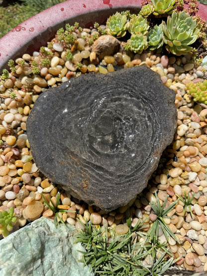 Drilled Rock Bird Bath Fountain - Natural Bubbling Stone for Hummingbirds (8"x7"x2")