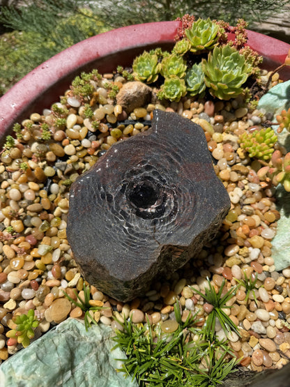 Drilled Rock Bird Bath Fountain - Natural Bubbling Stone for Hummingbirds (7"x5-1/2"x3")