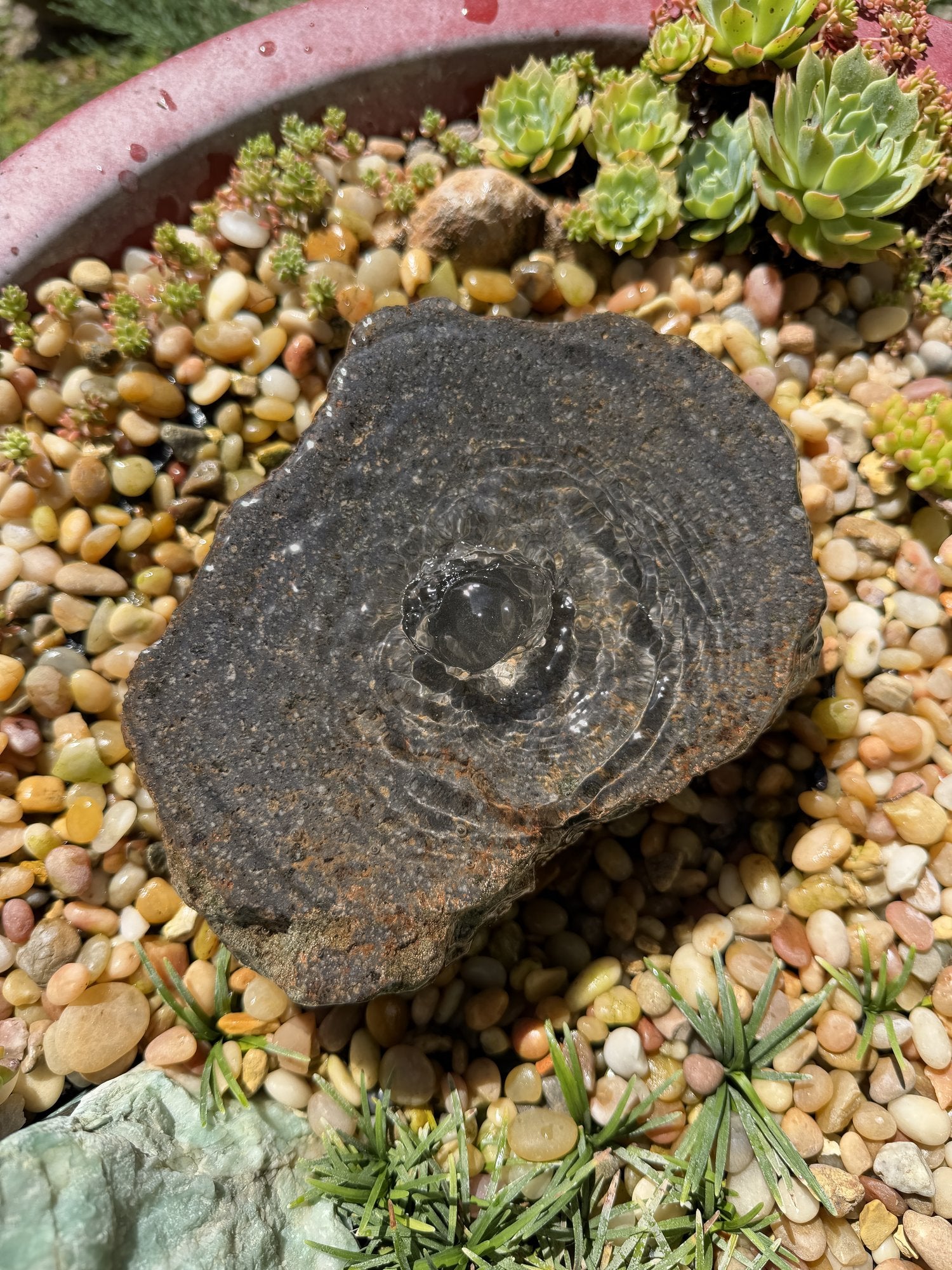 Drilled Rock Bird Bath Fountain - Natural Bubbling Stone for Hummingbirds (7"x6"x2-1/2")
